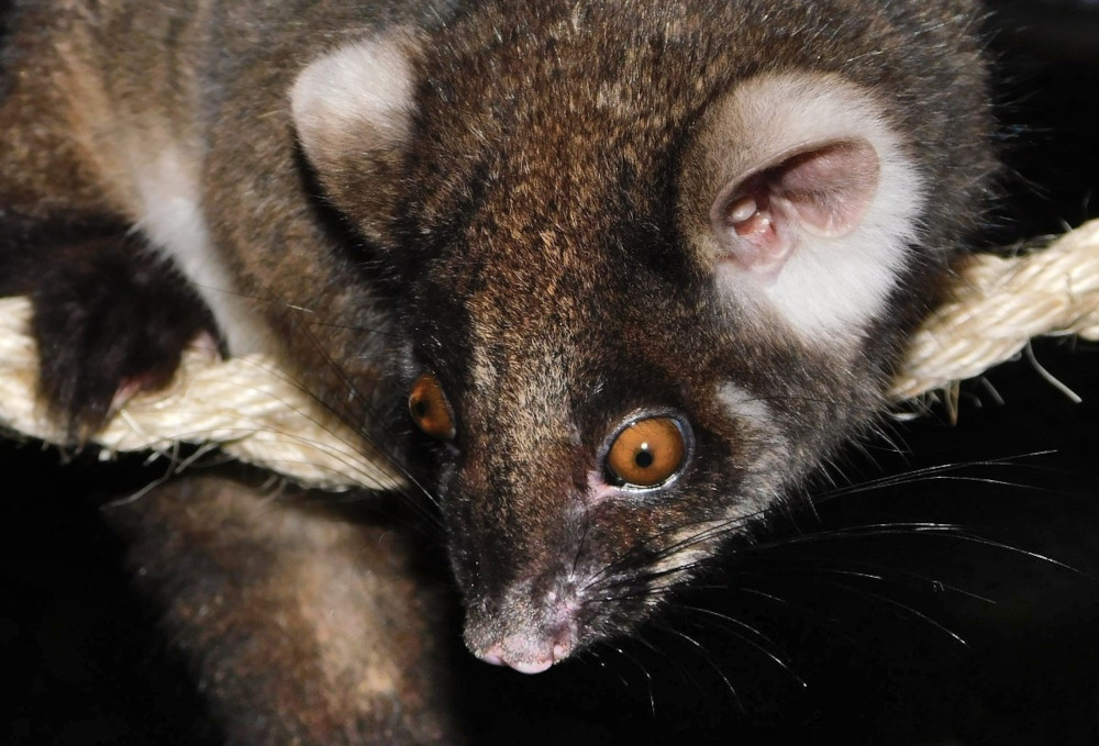 ringtail possum