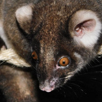 ringtail possum