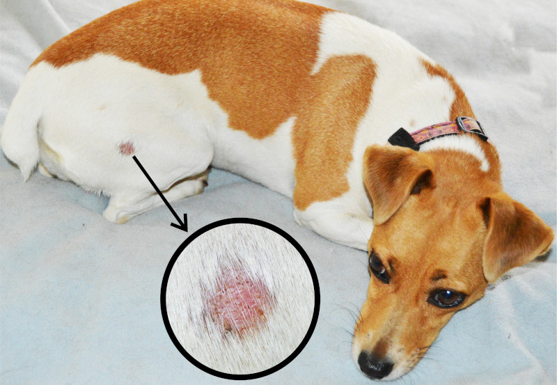ringworm jrt