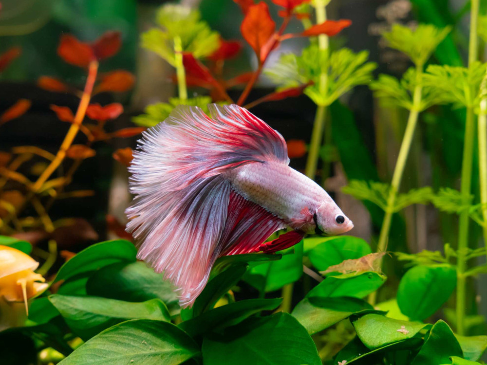 rosetail fish