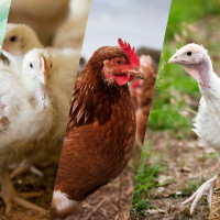 rspca approved banner