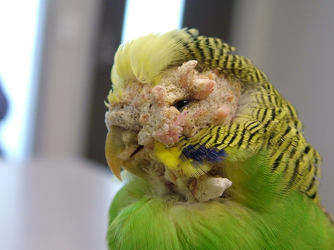 scaly budgie