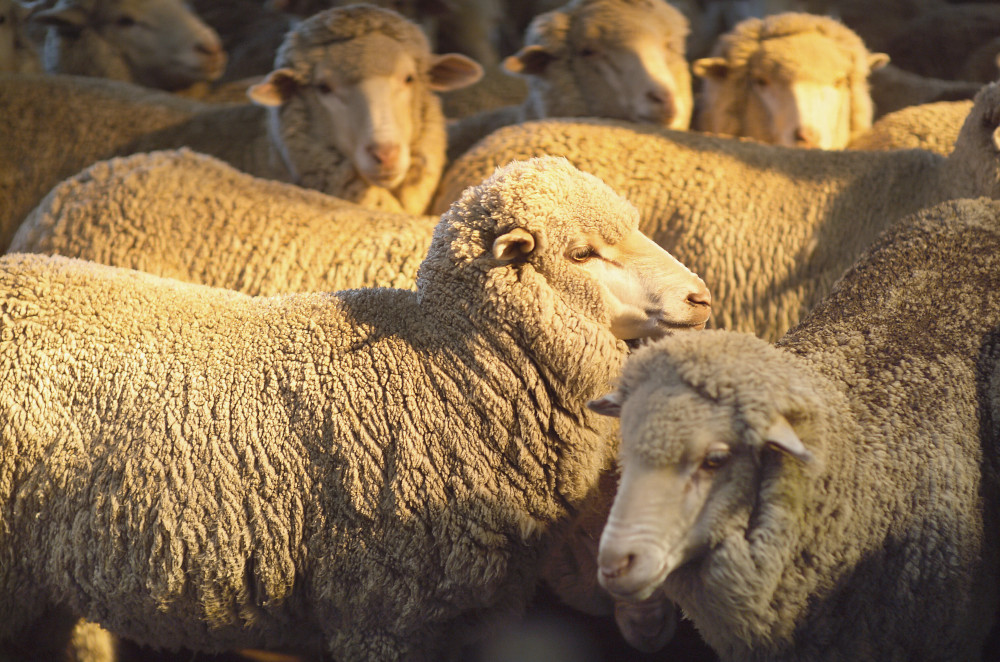 sheep in sunlight