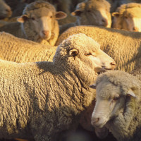 sheep in sunlight