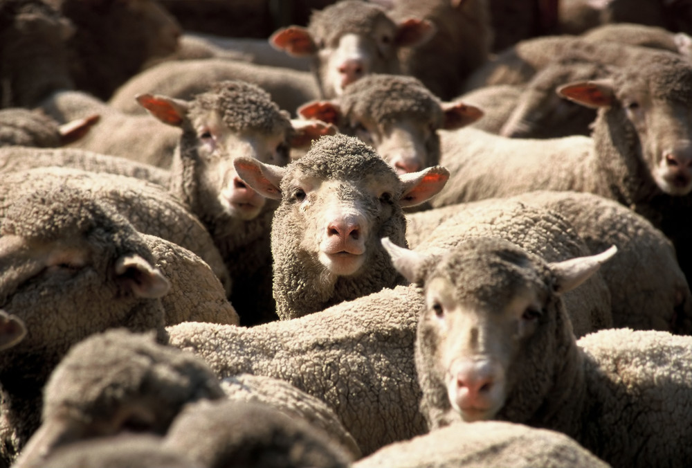 sheep live export