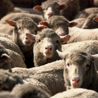 sheep live export