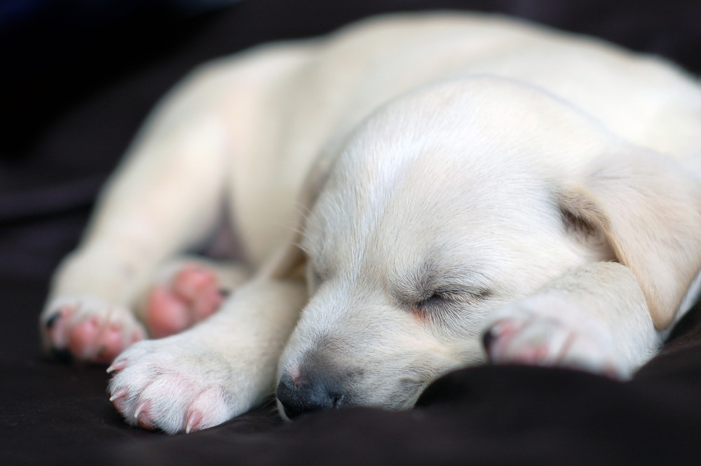 sleeping lab puppy