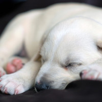 sleeping lab puppy