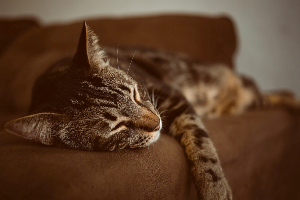 sleeping tabby cat