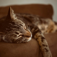 sleeping tabby cat