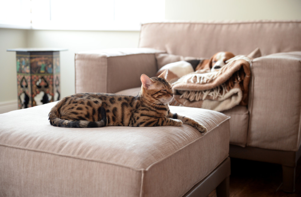 sleepy cat dog thumb