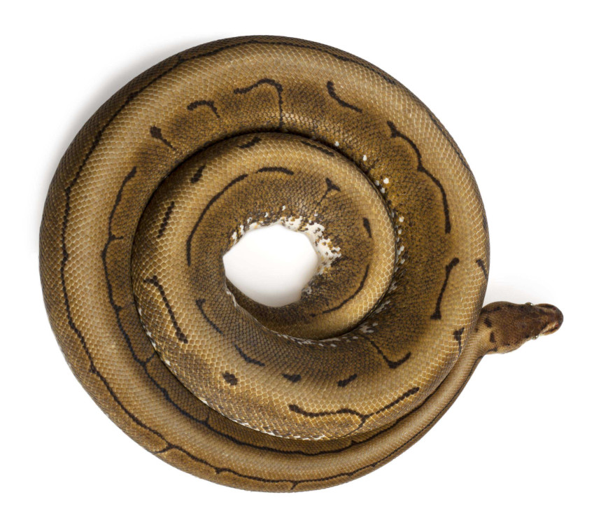 snake morph one