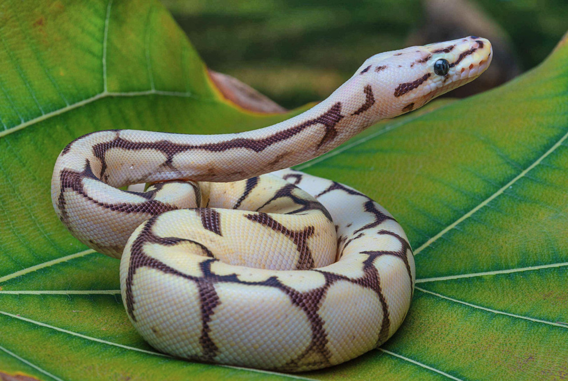 snake morph two