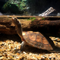 snake neck turtle water