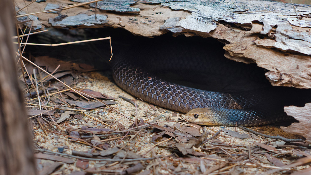 snake under log