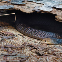 snake under log