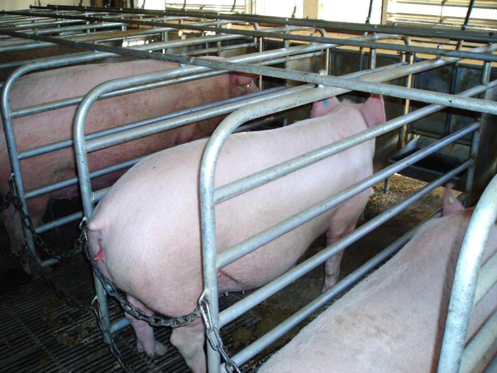 sow stall