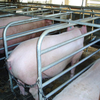 sow stall