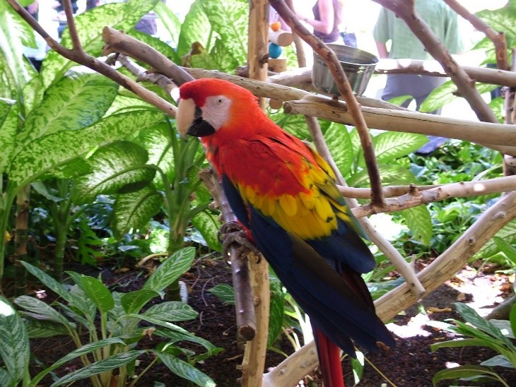 too many perches macaw