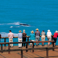 tourists whale watching