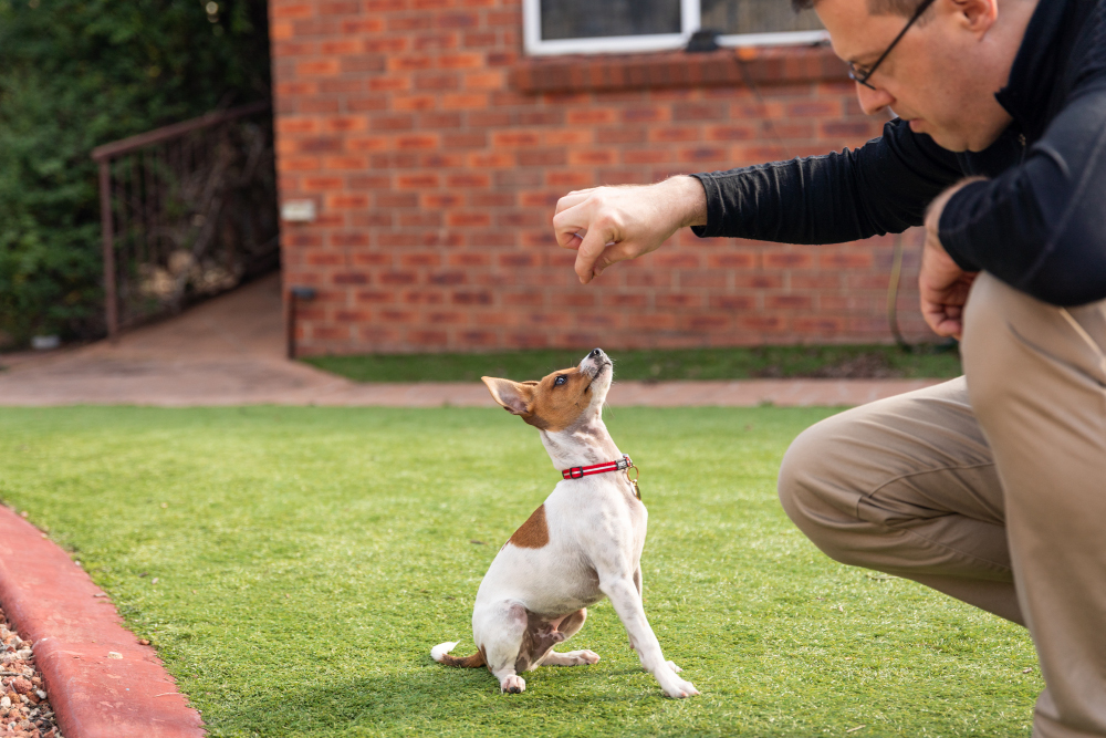 training puppy treat
