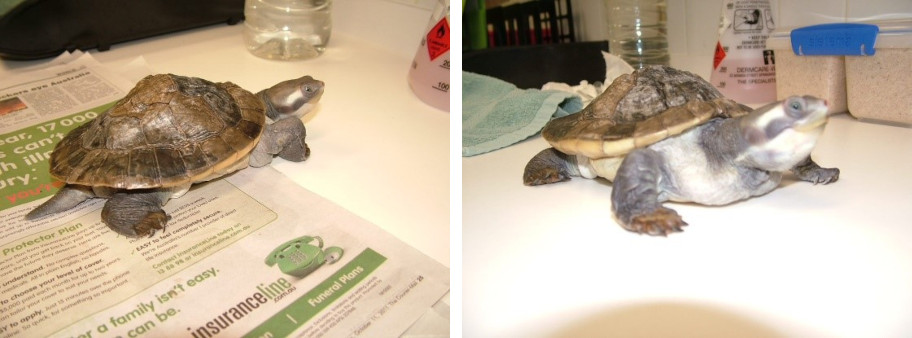 turtle calcium deficient