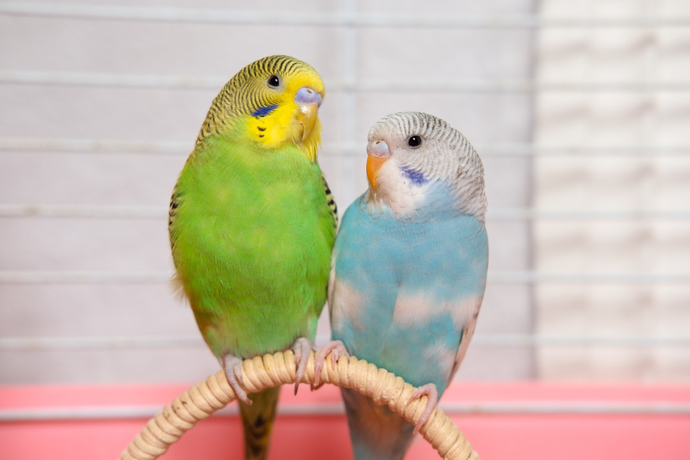 two budgies perching