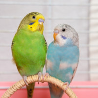 two budgies perching