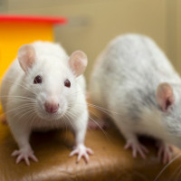 two cute rats