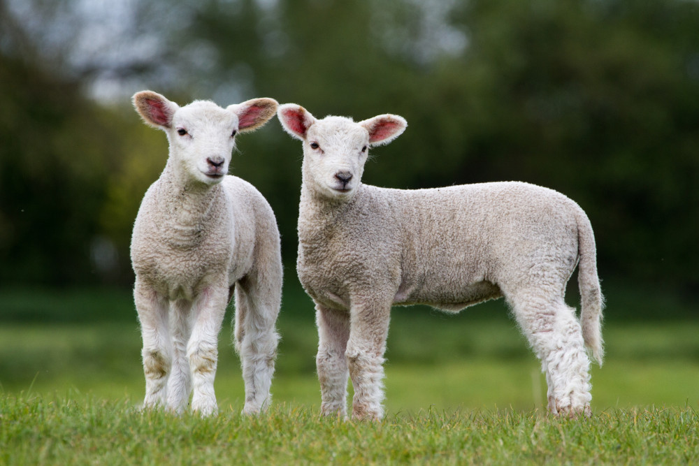 two lambs on grass