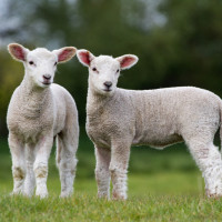 two lambs on grass