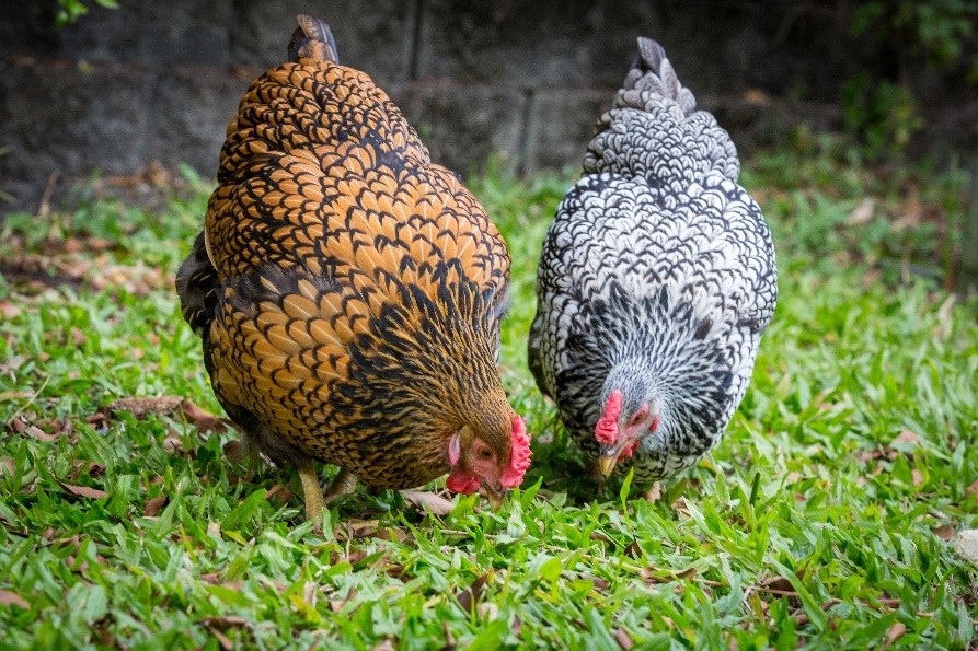 two wyandotte chickens