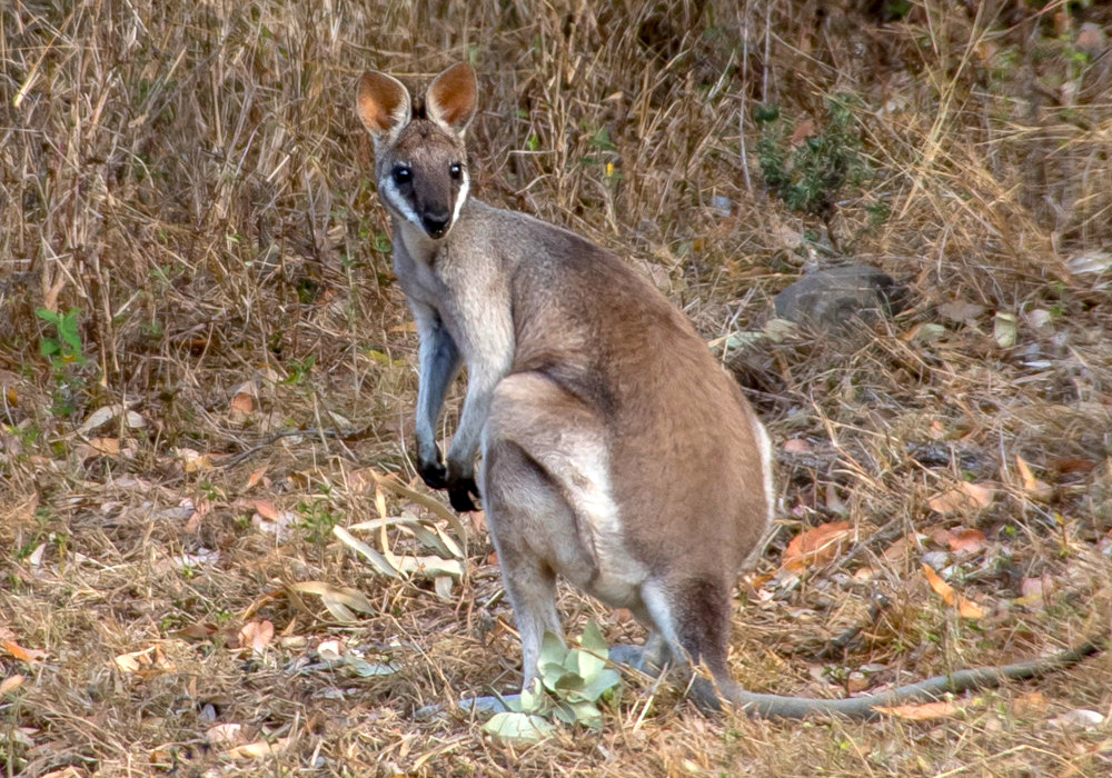 wallaby bushfire damage