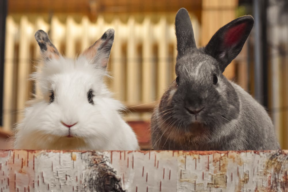 white and grey rabbits