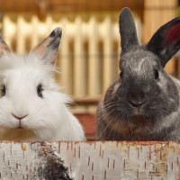 white and grey rabbits