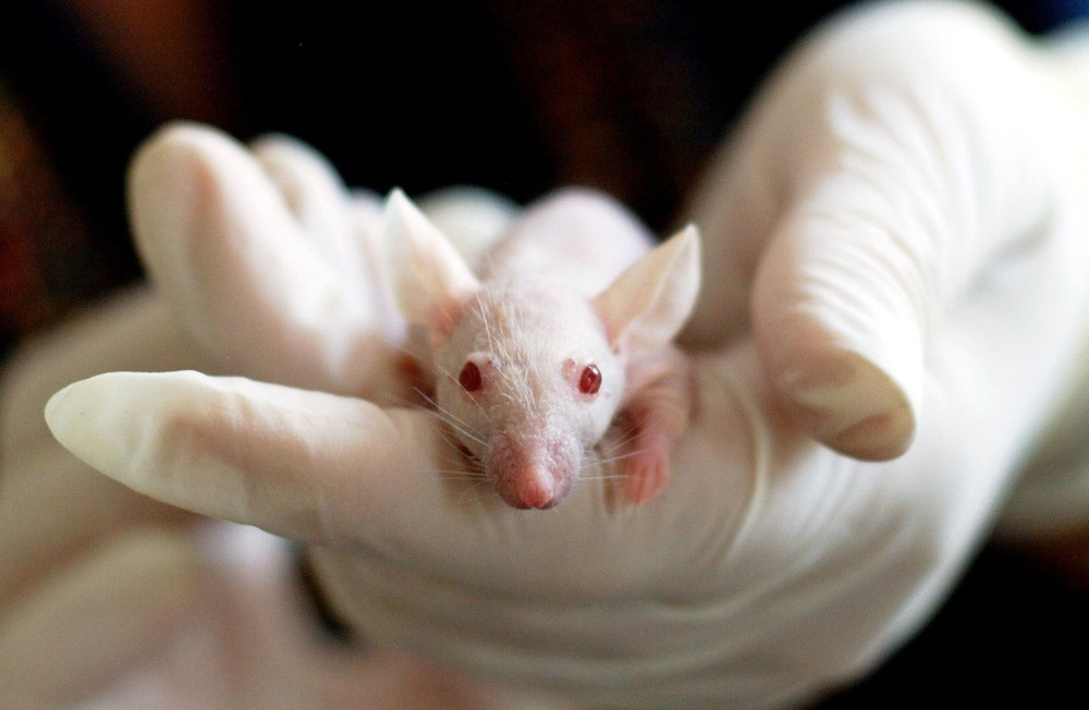 white lab rodent in gloved hands