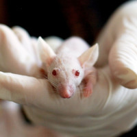 white lab rodent in gloved hands