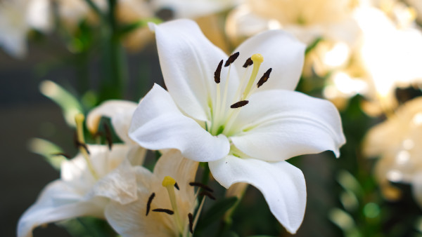 white lilium