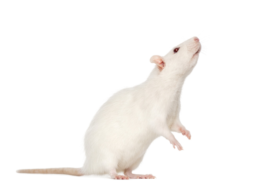 white rat bg