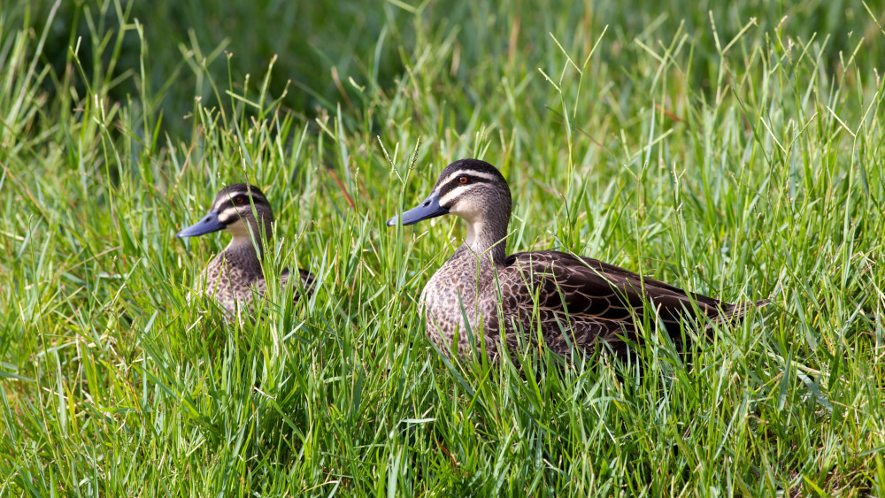 wild ducks in grass
