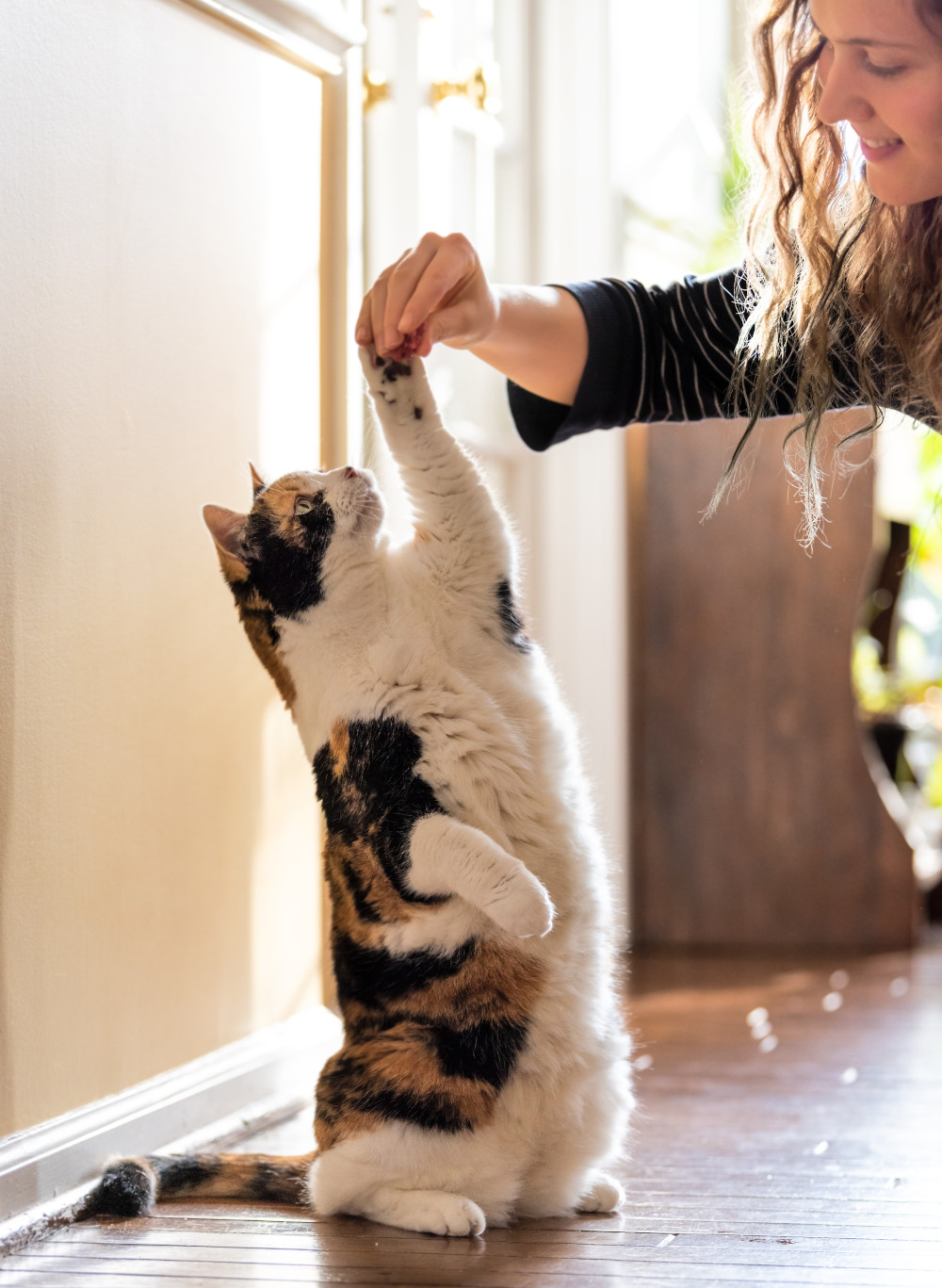 woman training cat
