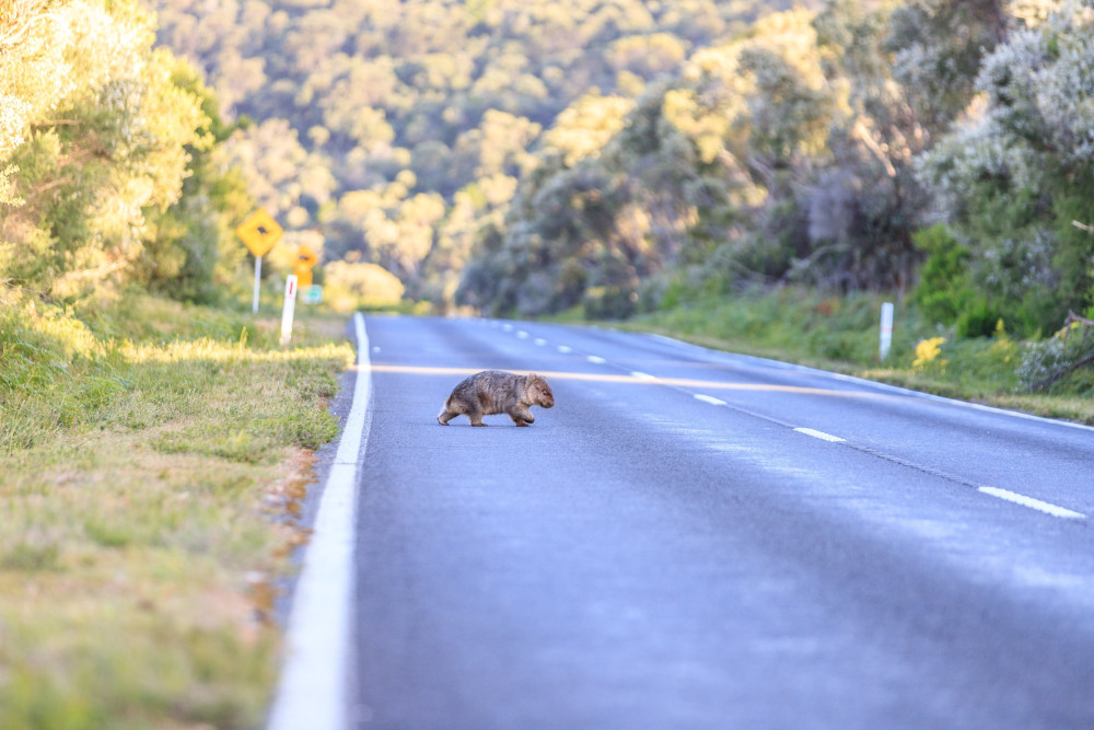 wombat crossing road
