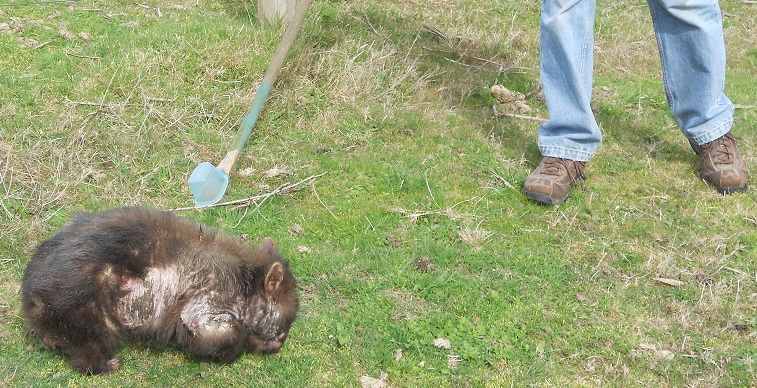wombat mange treated