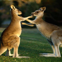 young kangaroos peri urban area