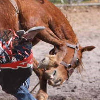 bucking horse thumb