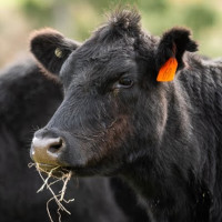 cattle tagged field thumb