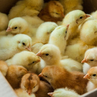 chicks in box thumb