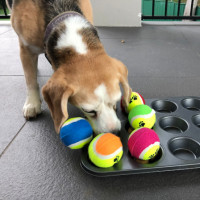dog muffin tray thumb