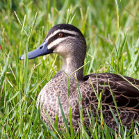 duck grass thumb