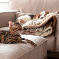 sleepy cat dog thumb